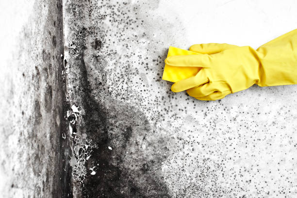 Why You Should Choose Our Mold Remediation Services in Waymart, PA